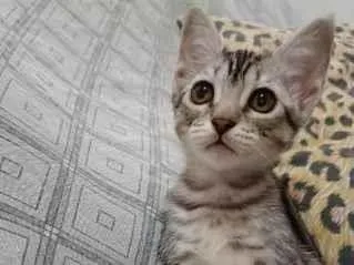 Gato raça SRD-ViraLata idade 2 a 6 meses nome sem nomes no momento 