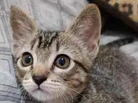 Gato raça SRD-ViraLata idade 2 a 6 meses nome sem nomes no momento 