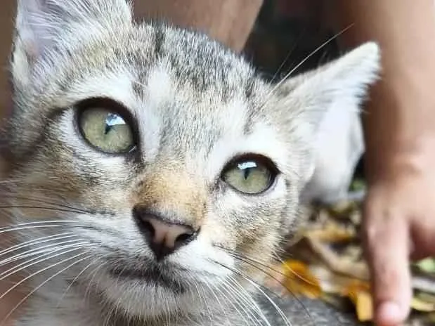 Gato raça SRD-ViraLata idade 2 a 6 meses nome José