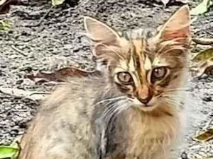 Gato raça SRD-ViraLata idade 2 a 6 meses nome Luna