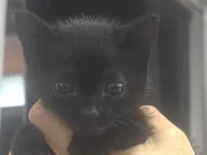 Gato raça SRD-ViraLata idade 2 a 6 meses nome Thunder