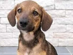 Cachorro raça SRD-ViraLata idade 2 a 6 meses nome Sem nome 