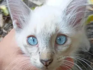 Gato raça SRD-ViraLata idade 2 a 6 meses nome Carlos