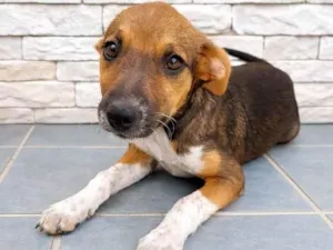 Cachorro raça SRD-ViraLata idade 2 a 6 meses nome Sem nome 