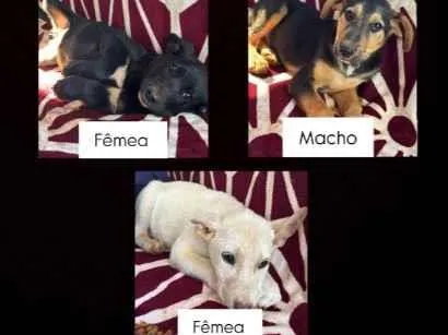 Cachorro raça SRD-ViraLata idade 2 a 6 meses nome Nenhum 