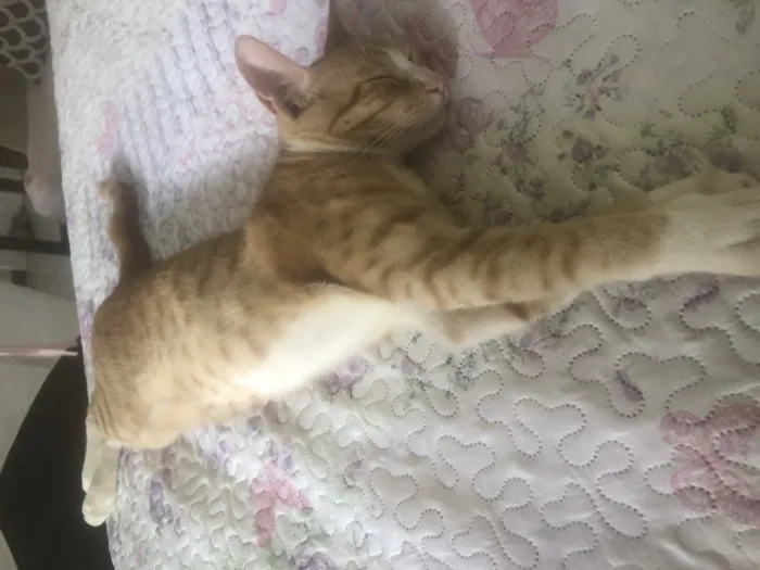 Gato raça SRD-ViraLata idade 1 ano nome Nino