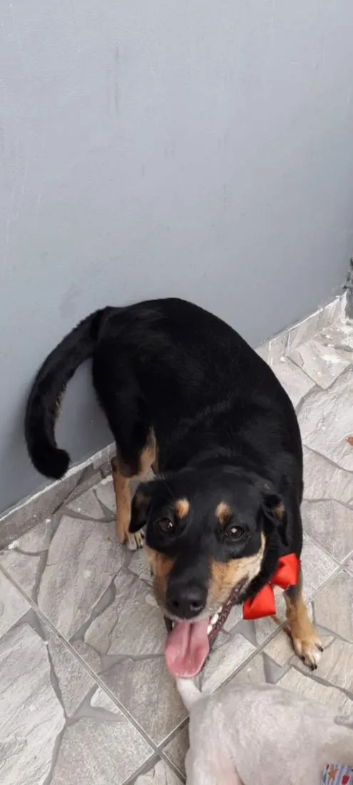 Cachorro raça SRD-ViraLata idade 6 ou mais anos nome Mell