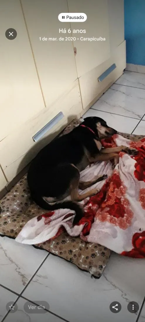 Cachorro raça SRD-ViraLata idade 6 ou mais anos nome Mell