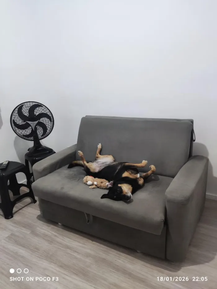 Cachorro raça SRD-ViraLata idade 6 ou mais anos nome Mell