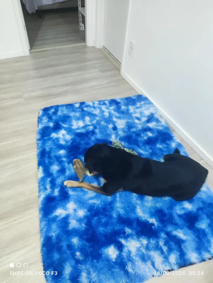 Cachorro raça SRD-ViraLata idade 6 ou mais anos nome Mell