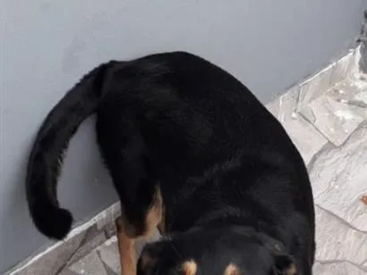 Cachorro raça SRD-ViraLata idade 6 ou mais anos nome Mell