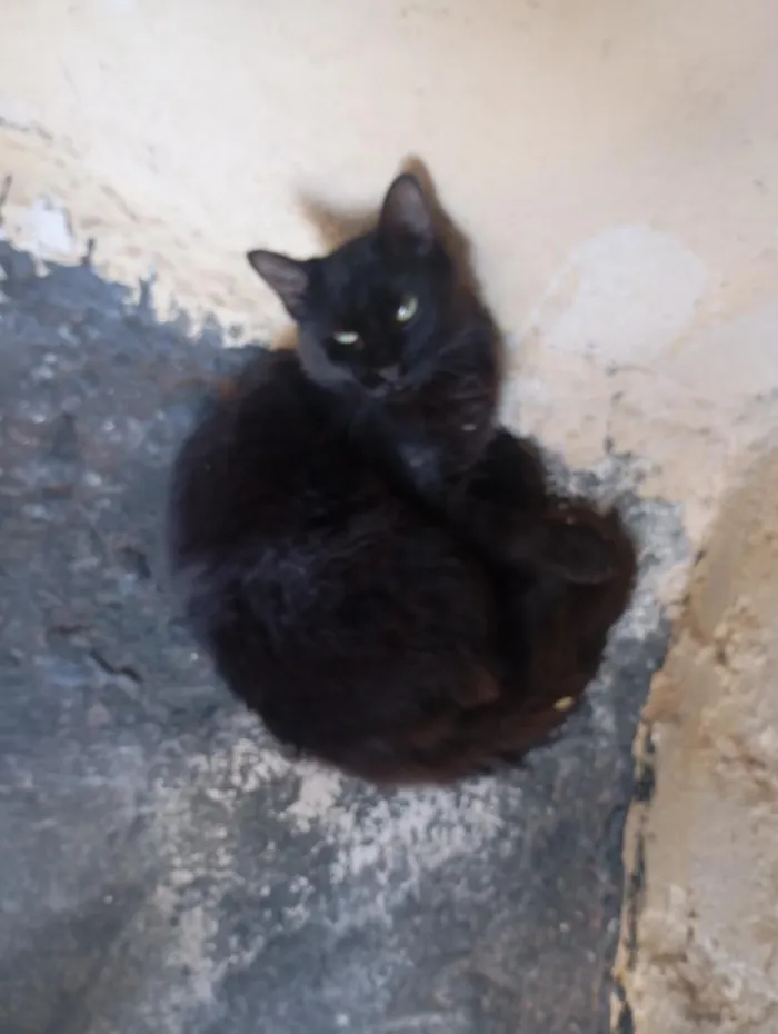 Gato raça SRD-ViraLata idade 7 a 11 meses nome Penélope 