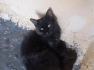 Gato raça SRD-ViraLata idade 7 a 11 meses nome Penélope 