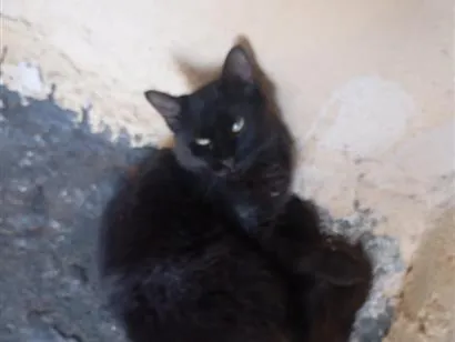 Gato raça SRD-ViraLata idade 7 a 11 meses nome Penélope 