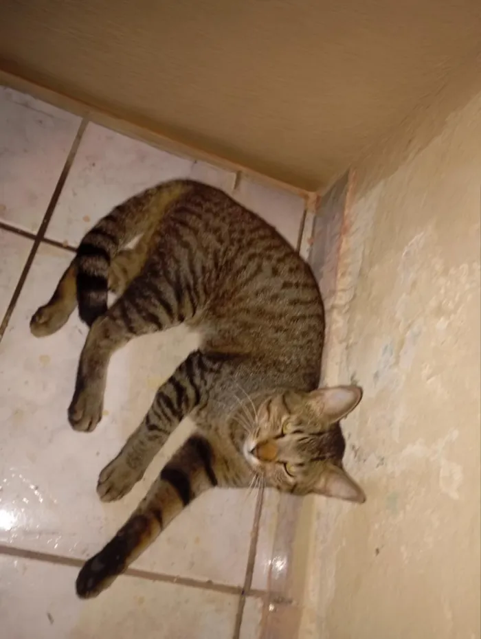 Gato raça SRD-ViraLata idade 7 a 11 meses nome Manolo