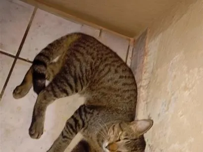 Gato raça SRD-ViraLata idade 7 a 11 meses nome Manolo