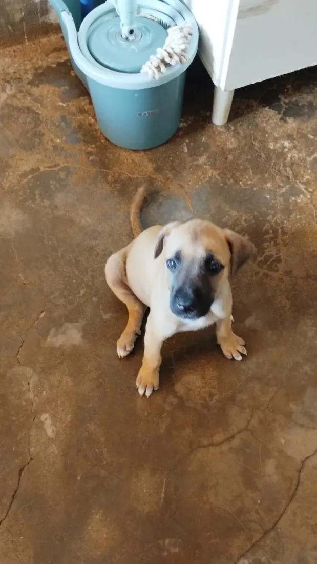 Cachorro raça SRD-ViraLata idade 2 a 6 meses nome Layza