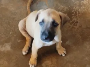 Cachorro raça SRD-ViraLata idade 2 a 6 meses nome Layza