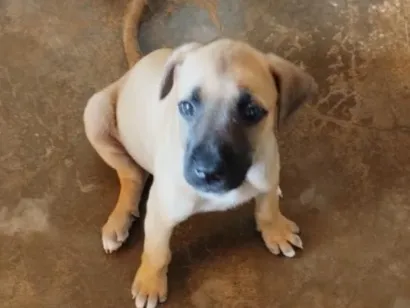 Cachorro raça SRD-ViraLata idade 2 a 6 meses nome Layza