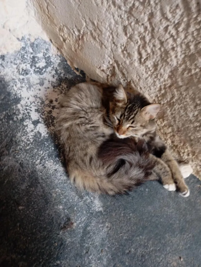 Gato raça SRD-ViraLata idade 7 a 11 meses nome Milú