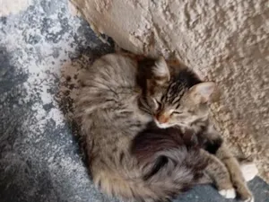 Gato raça SRD-ViraLata idade 7 a 11 meses nome Milú