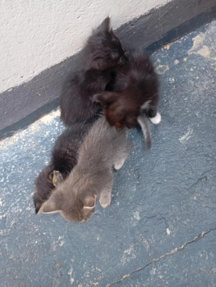 Gato raça SRD-ViraLata idade Abaixo de 2 meses nome Filhotes