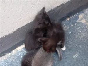 Gato raça SRD-ViraLata idade Abaixo de 2 meses nome Filhotes
