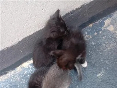 Gato raça SRD-ViraLata idade Abaixo de 2 meses nome Filhotes