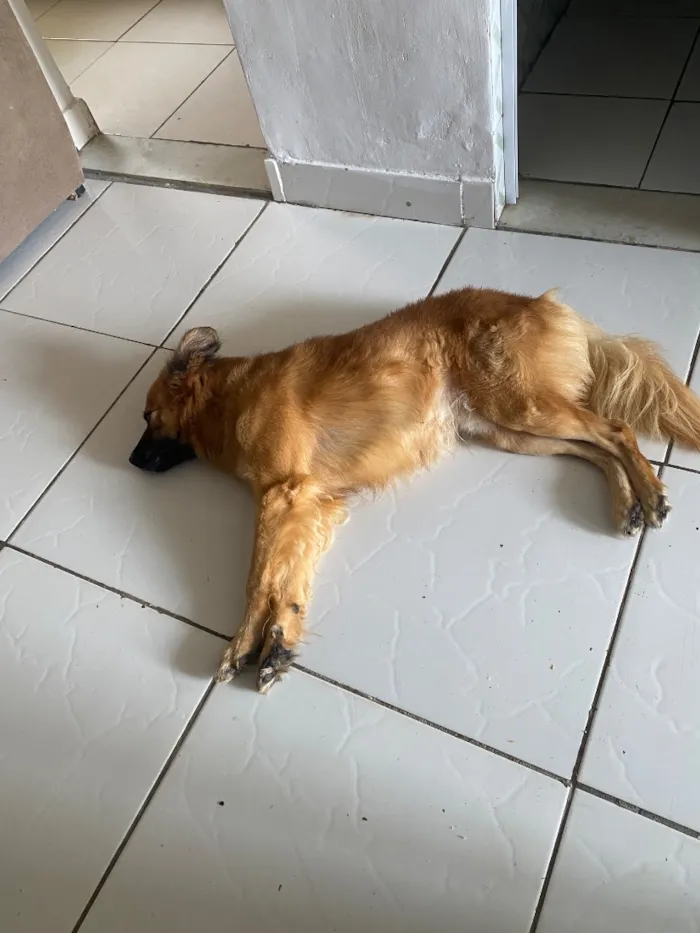 Cachorro raça SRD-ViraLata idade 4 anos nome Hagnar 