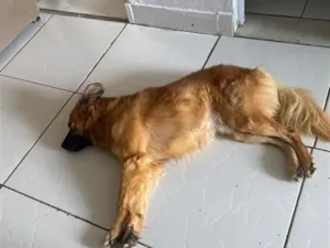 Cachorro raça SRD-ViraLata idade 4 anos nome Hagnar 