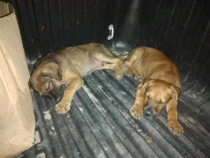 Cachorro raça SRD-ViraLata idade Abaixo de 2 meses nome Não tem nome