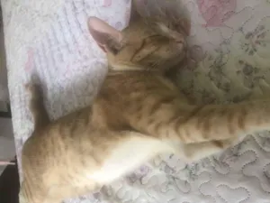 Gato raça SRD-ViraLata idade 1 ano nome Nino