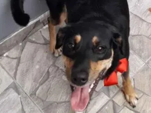 Cachorro raça SRD-ViraLata idade 6 ou mais anos nome Mell