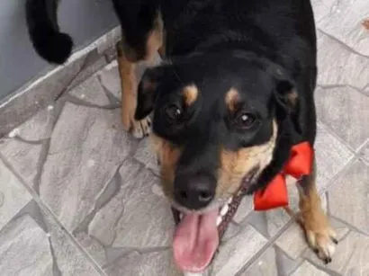 Cachorro raça SRD-ViraLata idade 6 ou mais anos nome Mell
