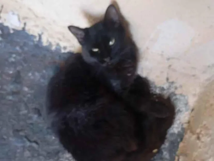 Gato raça SRD-ViraLata idade 7 a 11 meses nome Penélope 