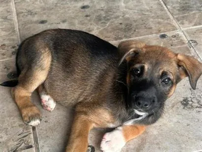 Cachorro raça SRD-ViraLata idade 2 a 6 meses nome Chloe