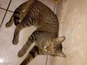Gato raça SRD-ViraLata idade 7 a 11 meses nome Manolo