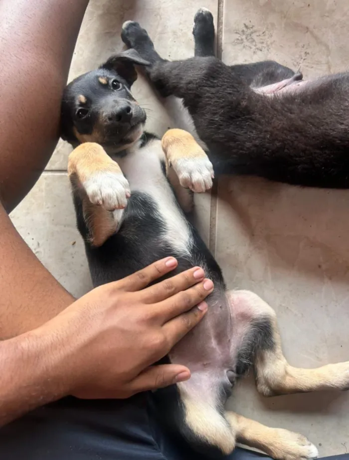 Cachorro raça SRD-ViraLata idade 2 a 6 meses nome Chloe