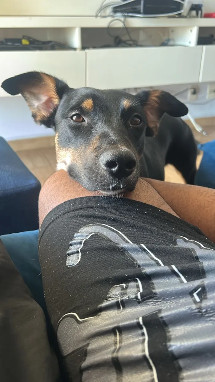 Cachorro raça SRD-ViraLata idade 2 a 6 meses nome Chloe