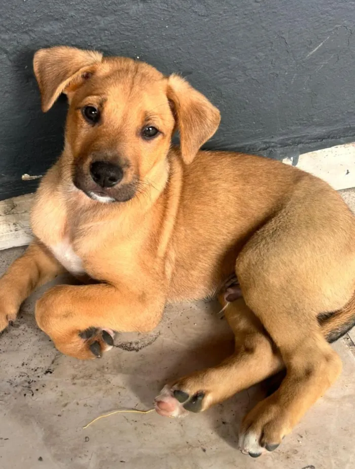 Cachorro raça SRD-ViraLata idade 2 a 6 meses nome Chloe