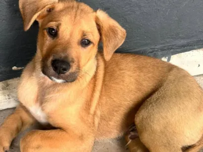 Cachorro raça SRD-ViraLata idade 2 a 6 meses nome Chloe