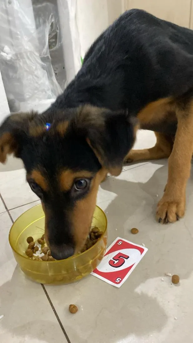 Cachorro raça SRD-ViraLata idade 2 a 6 meses nome Pity