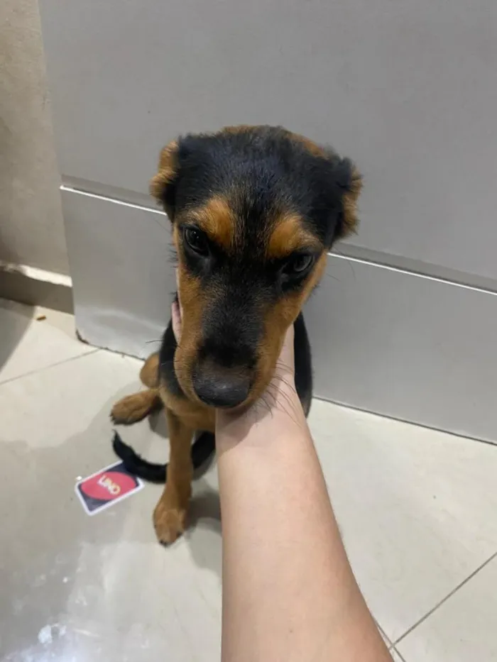 Cachorro raça SRD-ViraLata idade 2 a 6 meses nome Pity