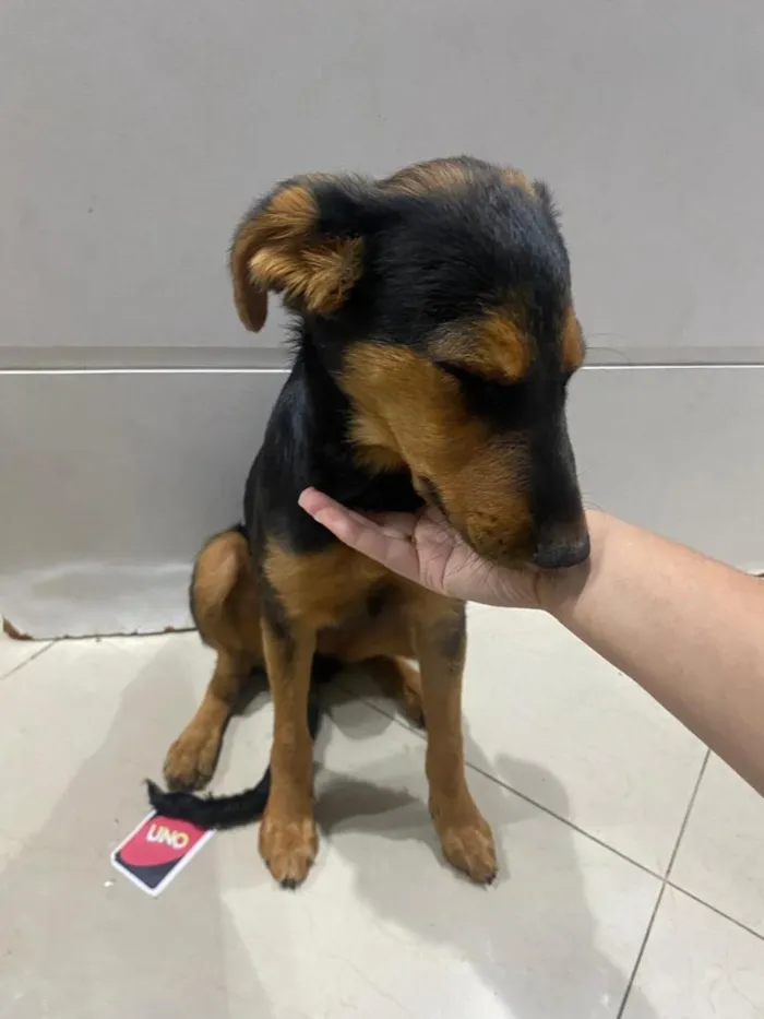 Cachorro raça SRD-ViraLata idade 2 a 6 meses nome Pity