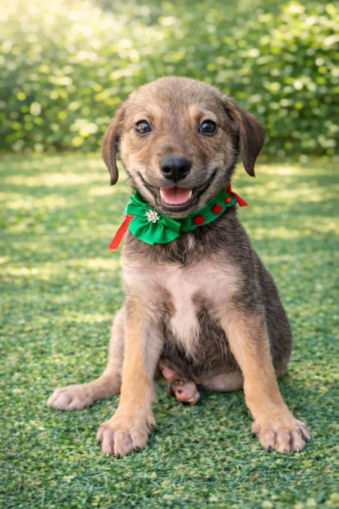 Cachorro raça SRD-ViraLata idade 2 a 6 meses nome Todinho