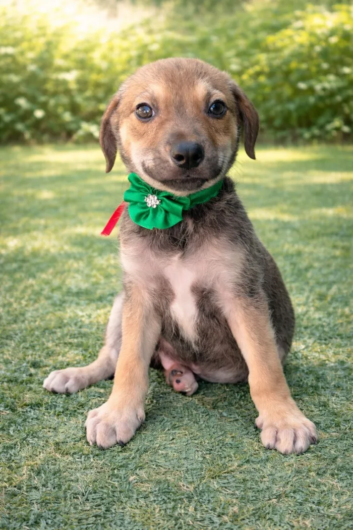 Cachorro raça SRD-ViraLata idade 2 a 6 meses nome Todinho