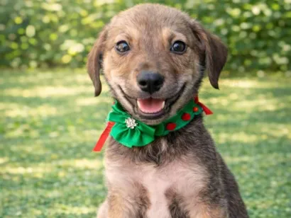 Cachorro raça SRD-ViraLata idade 2 a 6 meses nome Todinho