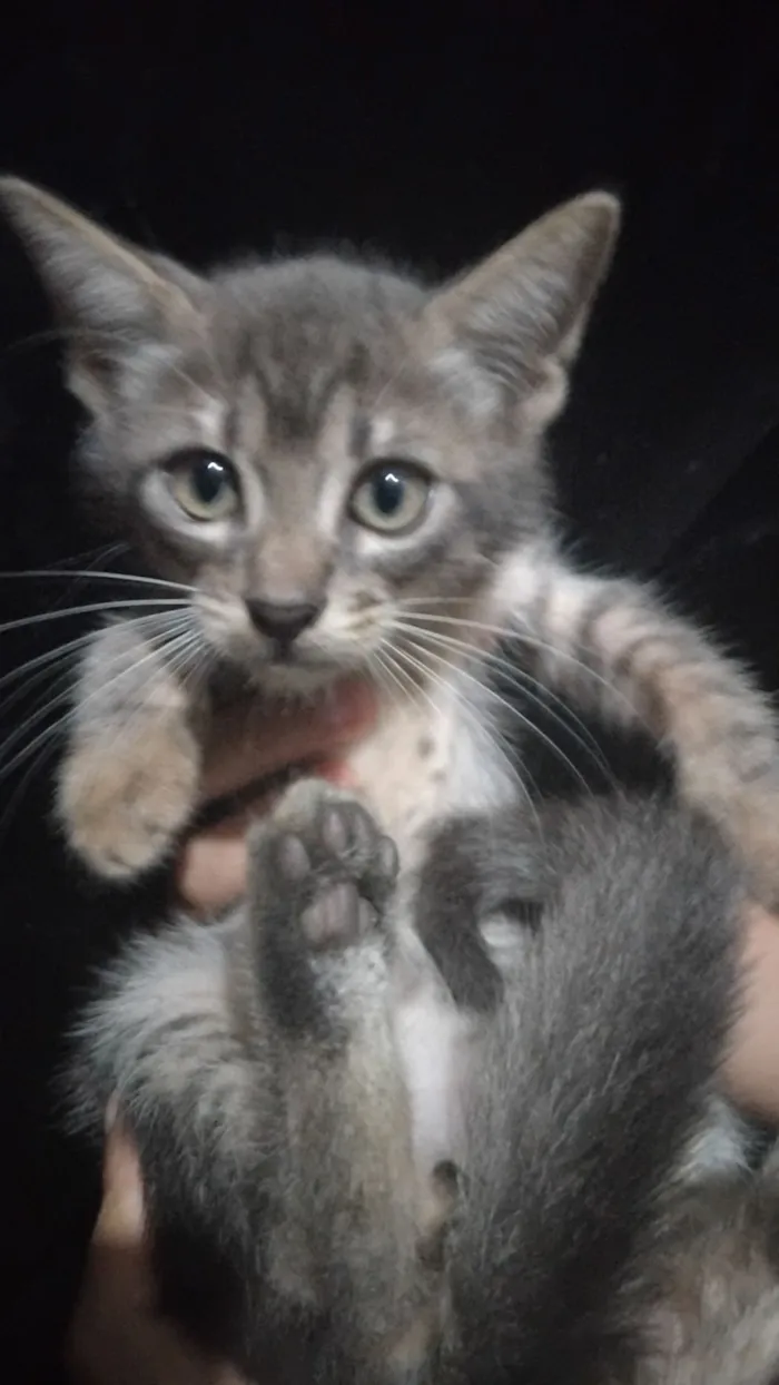 Gato raça SRD-ViraLata idade 2 a 6 meses nome Luizinho