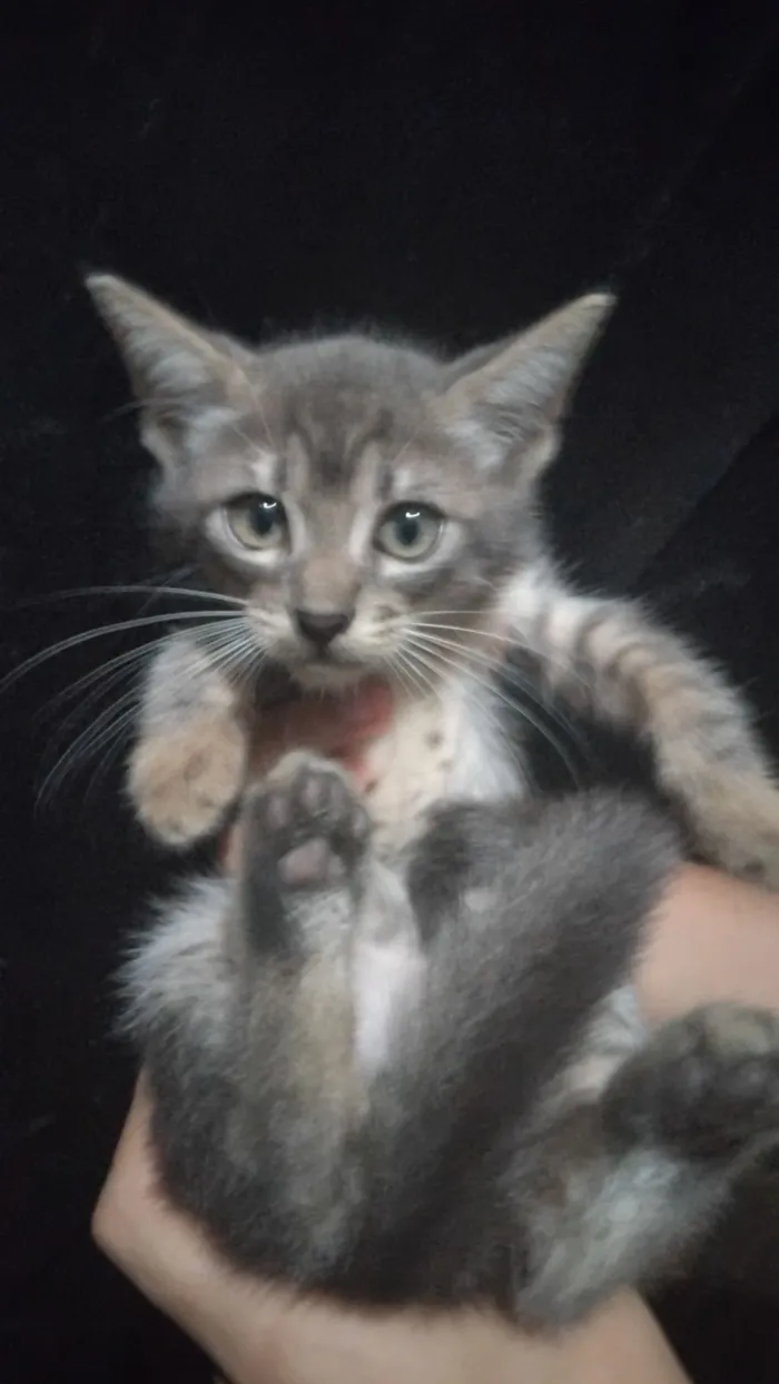 Gato raça SRD-ViraLata idade 2 a 6 meses nome Luizinho