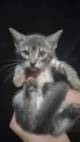 Luizinho